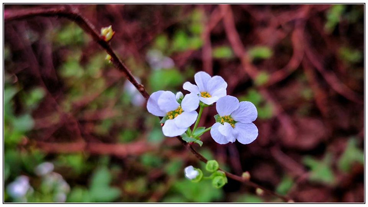 校园花.jpg